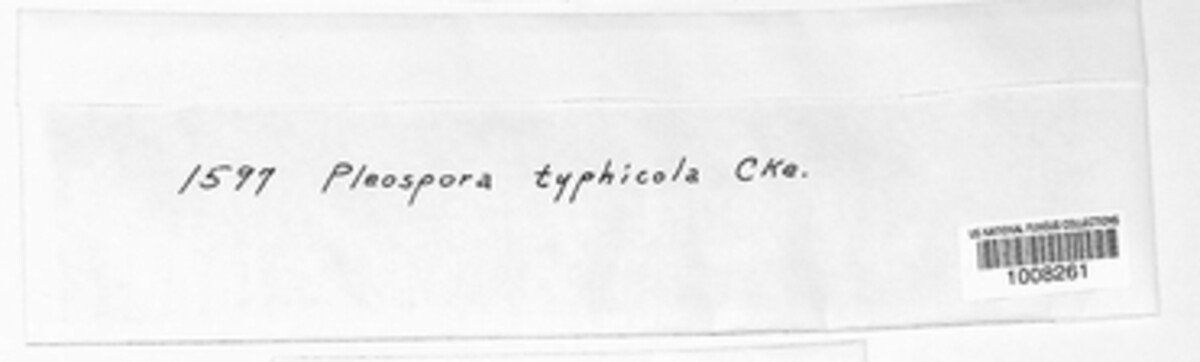 Comoclathris typhicola image